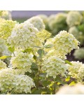 Hydrangea paniculata Touch of Pink